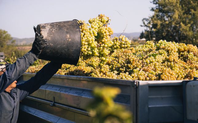 El sector del Cava es mostra optimista per a la verema d'enguany