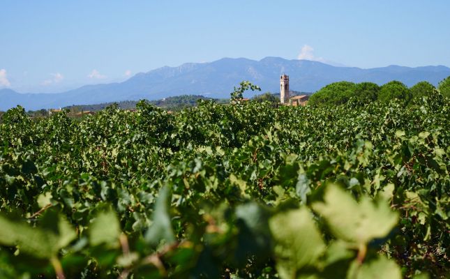 La DO Empordà ha fet una aposta clara per la producció ecològica