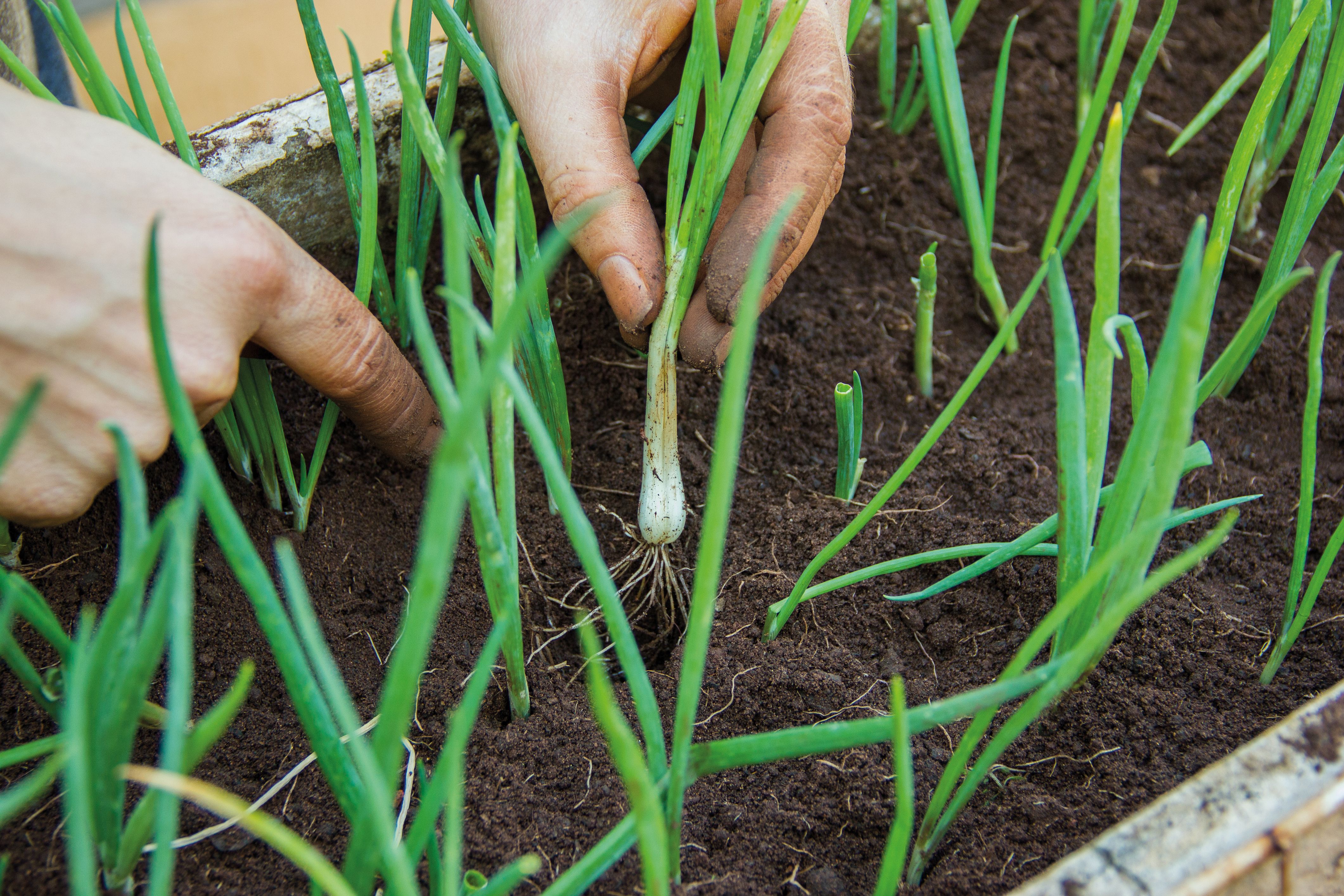 Сон собирать лук. Лук порей дома на подоконнике. Growing onion and garlic seedlings Greenhouse.