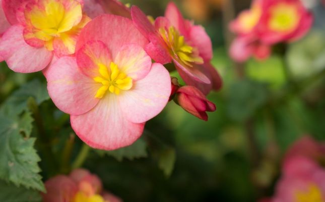 Las mejores flores comestibles para cocinar