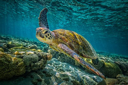 Tortuga / GettyImages 