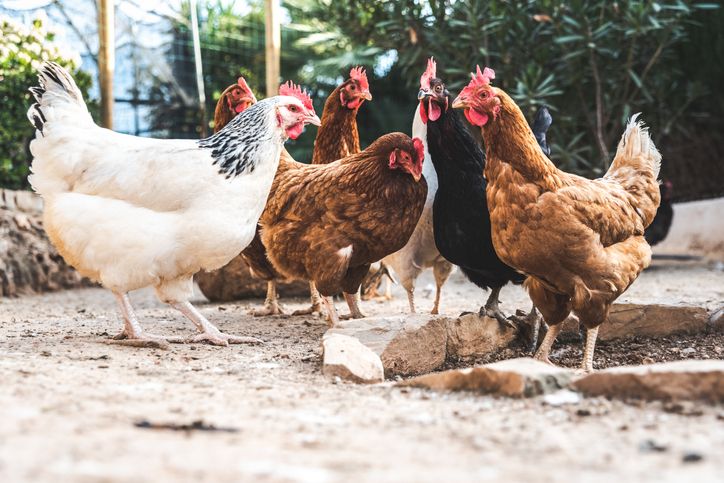 Gallines / GettyImages